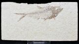 Bargain Diplomystus Fossil Fish - Wyoming #22328-1